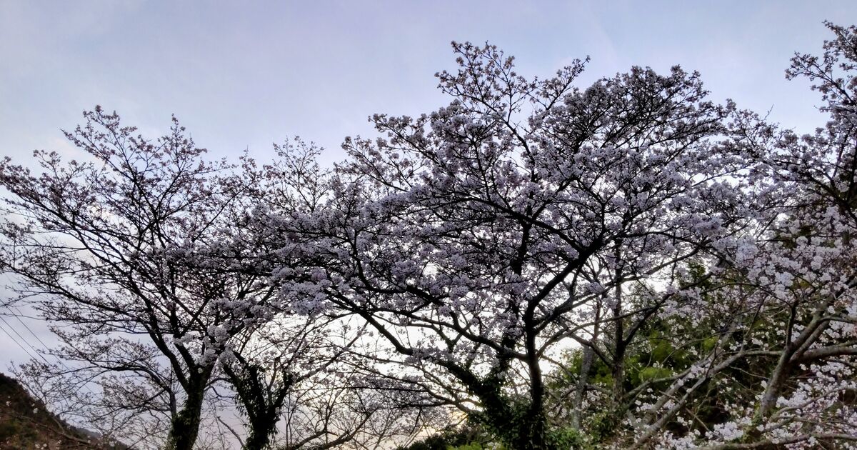 桜満開🌸／愛媛で自然の景色に癒されるG-salon | ブログ